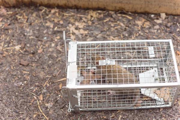 Sydney's Best Rodent Control Experts